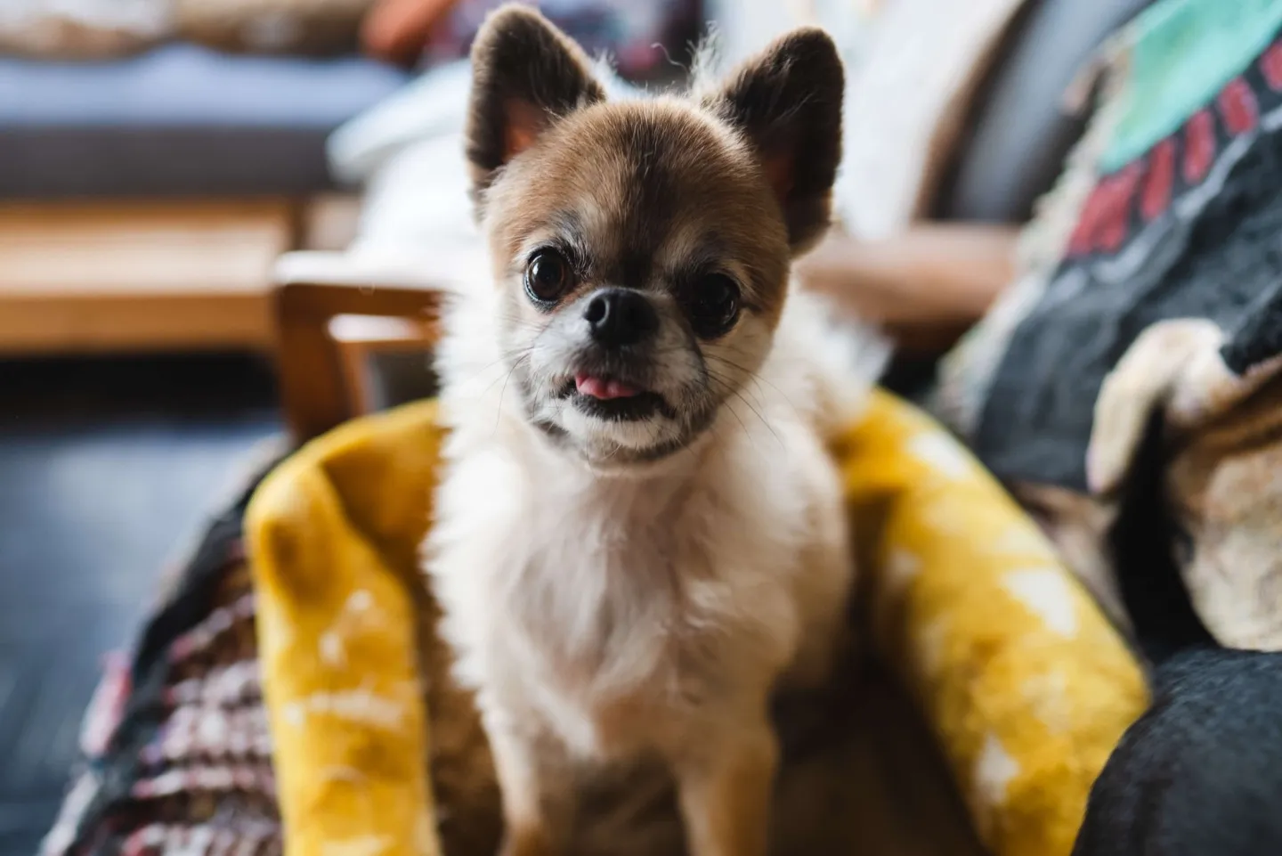 Chewie