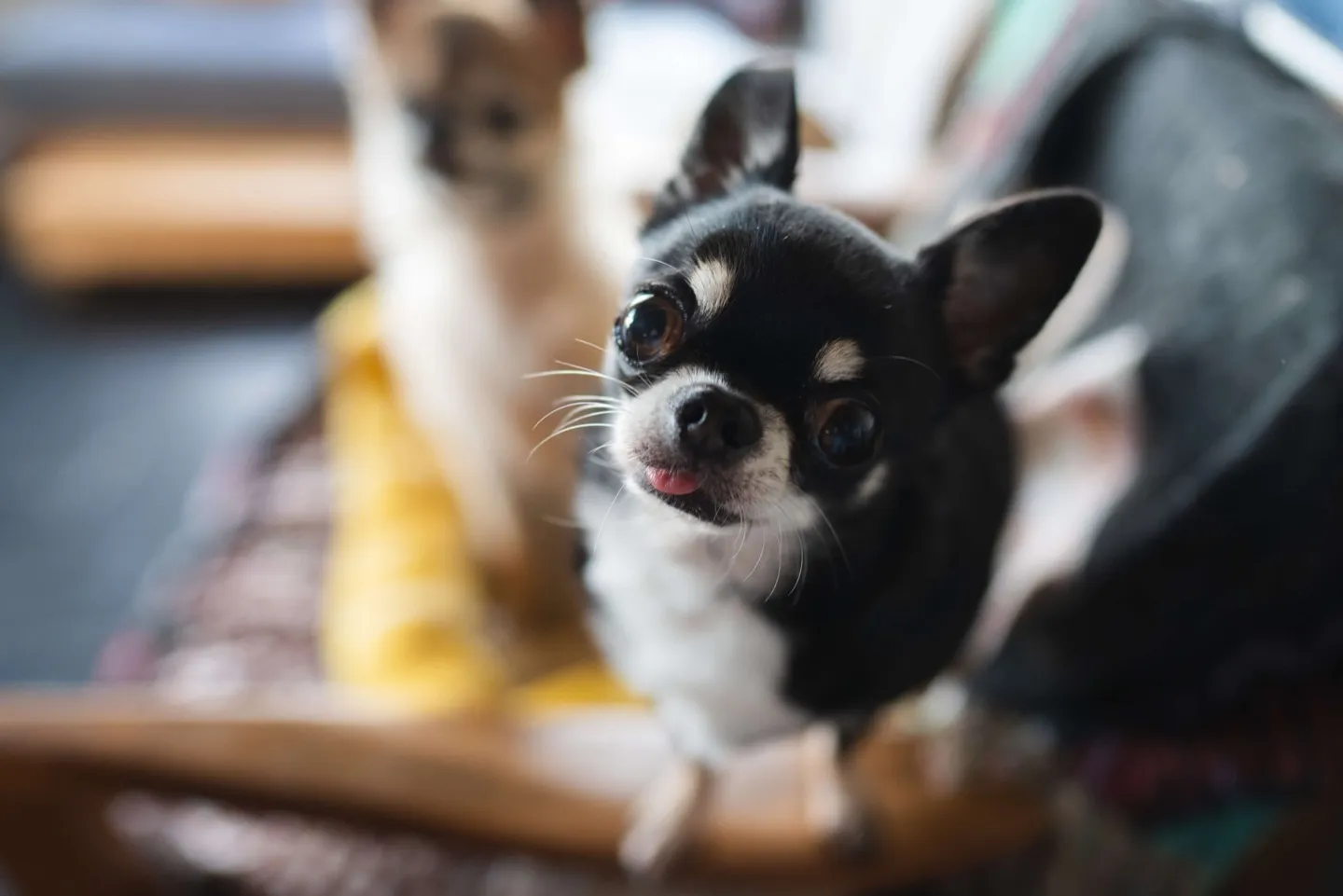 Gizmo